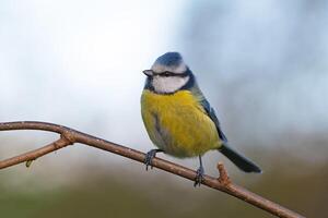 fågel fotografi, fågel bild, mest skön fågel fotografi, natur fotografi foto