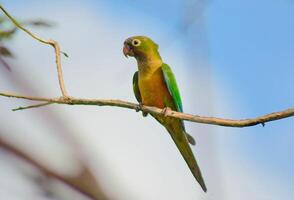 fågel fotografi, fågel bild, mest skön fågel fotografi, natur fotografi foto