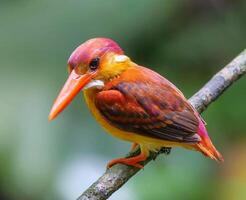 fågel fotografi, fågel bild, mest skön fågel fotografi, natur fotografi foto