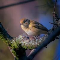 fågel fotografi, fågel bild, mest skön fågel fotografi, natur fotografi foto