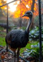 ai genererad struts är stor flightless fågel inföding. de struts är stående på de gräs Nästa till en kedja länk staket foto