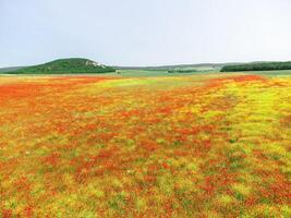 fält av röd vallmo. antenn se. skön fält scharlakansrött vallmo blommor med selektiv fokus. röd vallmo i mjuk ljus. glänta av röd vallmo. papaver sp. ingen foto