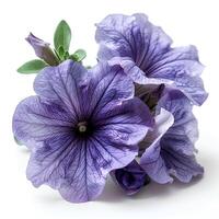 ai genererad lila petunia blomma isolerat på vit skugga med bakgrund. lila blomma isolerat. petunia topp se foto