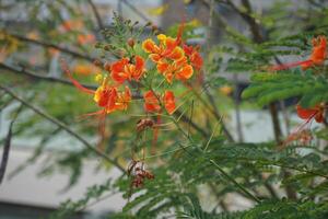 en buske med orange blommor foto