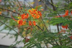 en buske med orange blommor foto