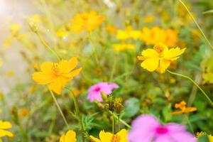 närbild grupp av gul och ljus violett blommor med Sol blossa i de trädgård. foto