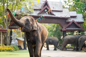 ung asiatisk elefant Lycklig och njut av på elefant skola i lampang, thailand. foto