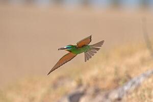 blåkindad biätare, merops persicus flygande i de himmel. foto