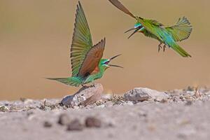 blåkindad biätare, merops persicus stridande. foto