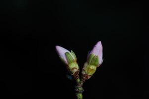 mandel träd blommor i knopp i vår, närbild. foto