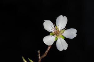 de blomma av de mandel träd den där blooms i vår. närbild skott. foto