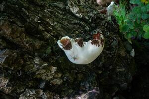 ganoderma, reishi svamp, är Begagnade i traditionell kinesisk medicin till behandla sjukdomar. foto