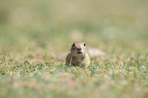 anatoliska souslik-mark ekorre spermophilus xanthoprymnus. foto