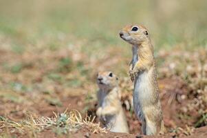 anatoliska souslik-mark ekorre spermophilus xanthoprymnus ser ut av de bo. foto