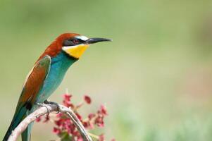 europeisk bi ätare, merops apiaster på de gren. grön bakgrund. färgrik fåglar. foto