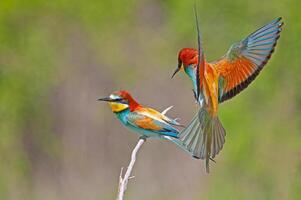 europeisk biätare, merops apiaster, med vingar spridning. grön bakgrund. färgrik fåglar. foto