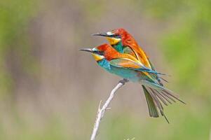 europeisk biätare, merops apiaster på de gren. grön bakgrund. färgrik fåglar. foto