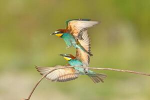 två europeisk biätare, merops apiaster, Sammanträde på en pinne stridande, i skön värma morgon- ljus, burdur, Kalkon. foto