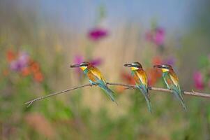 europeisk biätare merops apiaster stående på en gren med ett insekt i dess mun. suddig färgad blommor i de bakgrund. foto