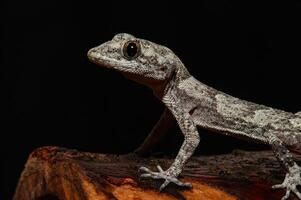 närbild av kotschy's nakna tå gecko i dess naturlig livsmiljö, på en träd stubbe mediodactylus kotschyi. en gecko slick dess öga. foto