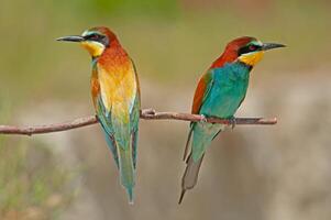 europeisk biätare, merops apiaster på de gren. grön bakgrund. färgrik fåglar. foto