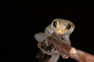 närbild av hemidactylus turcicus på en gren . foto