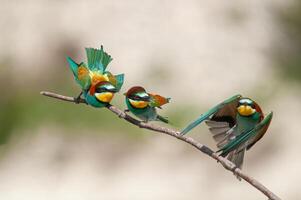 europeisk biätare, merops apiaster på de gren. grön bakgrund. färgrik fåglar. foto