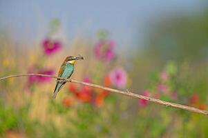 europeisk biätare merops apiaster stående på en gren med ett insekt i dess mun. suddig färgad blommor i de bakgrund. foto