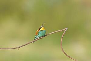 europeisk biätare, merops apiaster, Sammanträde på en pinne matning, i skön värma morgon- ljus, burdur, Kalkon. rena grön bakgrund foto