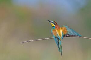 europeisk biätare merops apiaster stående på en gren. suddig bakgrund. foto