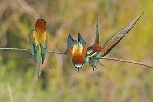 europeisk biätare merops apiaster stridande på en gren foto