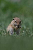 ekorre matning i grön gräs. anatoliska souslik, jord ekorre, spermophilus xanthoprymnus foto