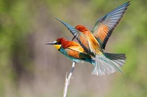 europeisk biätare, merops apiaster, med vingar spridning. grön bakgrund. färgrik fåglar. foto