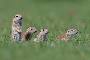 bebis ekorrar i grön gräs. anatoliska souslik-mark ekorre, spermophilus xanthoprymnus foto