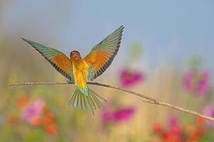 europeisk biätare merops apiaster vingar öppna, tillbaka detalj. suddig färgad blommor i de bakgrund. foto