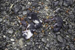 död- nyfödd katter foto
