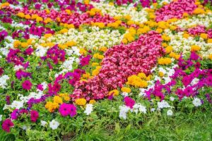 färgrik blommor i de trädgård. beskurna Foto. sommar landskap. rosa, gul vit blommor och grön gräs. foto