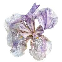 ai genererad färsk iris blomma isolerat på vit bakgrund. närbild skott. foto