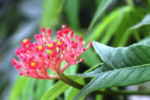jatropha podagrica eller Vad är ofta hänvisade till som de bali distans blomma foto