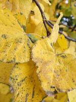 höst gulnat lövverk. bakgrund av gul löv. gul löv på en träd gren foto
