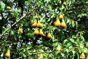 mogen saftig päron på grön grenar för försäljning i de marknadsföra och i de Lagra foto