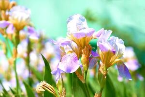 charmig delikat gul lila iris skäggig blomma i stad grön parkera foto