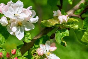 skön vit delikat vår äpple blommor, trädgård foto