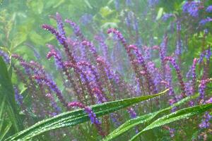 glad glädje stänk av regndroppar, bevattning system, blommande salvia stad parkera foto