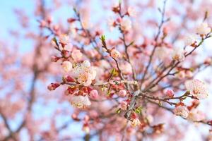 skön rosa delikat vår blommor, trädgårdsarbete foto