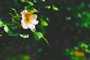 rosa nypon blomma i en solstråle bland grön lövverk foto