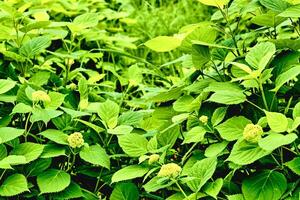 grön vegetation bakgrund med löv och gul blommor foto