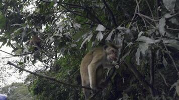 apor på träd grenar med mat. handling. apor är behandlad till behandlar från turister i djungel. apor i träd förbi vandring spår foto