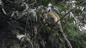 apor på träd grenar med mat. handling. apor är behandlad till behandlar från turister i djungel. apor i träd förbi vandring spår foto