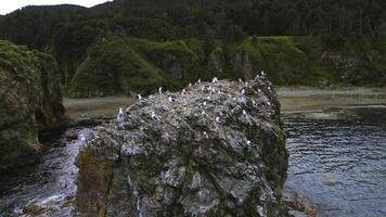 topp se av klippa med flock av måsar. klämma. vild kust med marin fauna på stenar i hav. flockar av seagulls på hav stenar av kust av vild ö foto